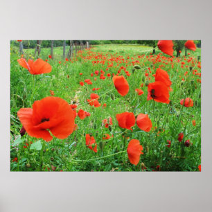POSTER BEAUX PAVOTS DE ROUGE D'AFFICHE DE FLEURS