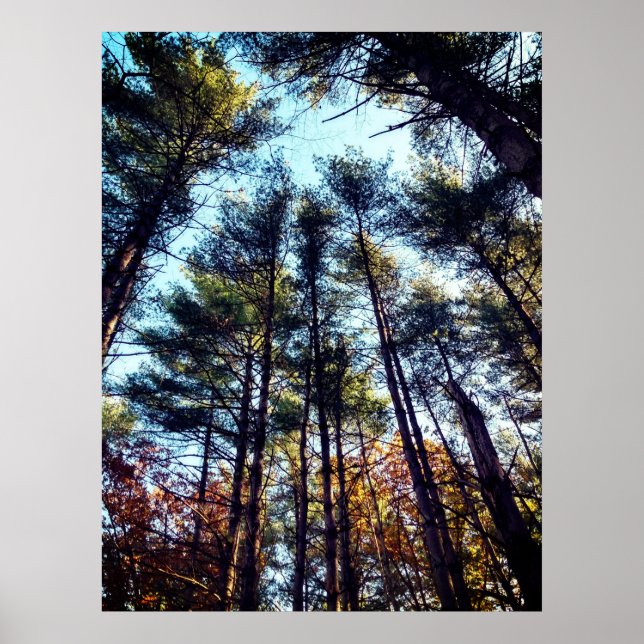 Poster Beaux pins d'automne (Devant)
