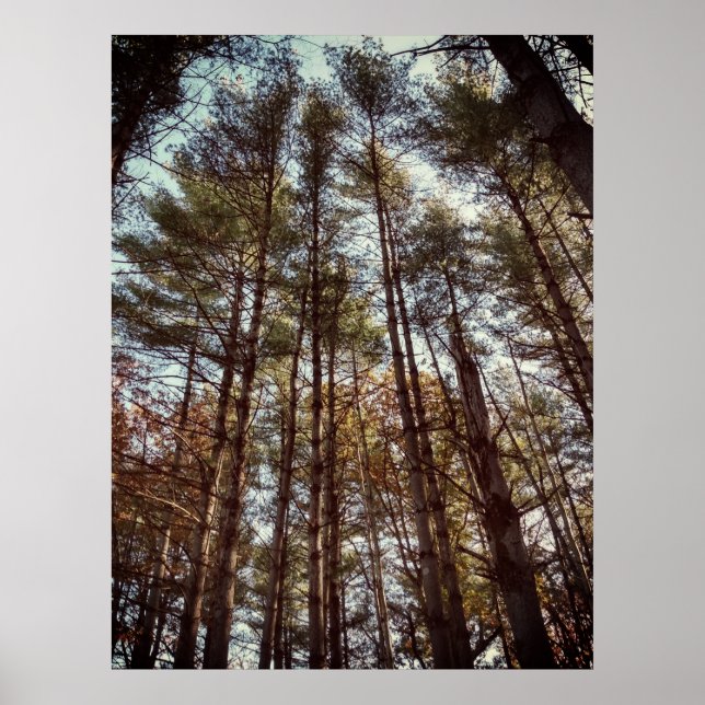 Poster Beaux pins d'automne (Devant)