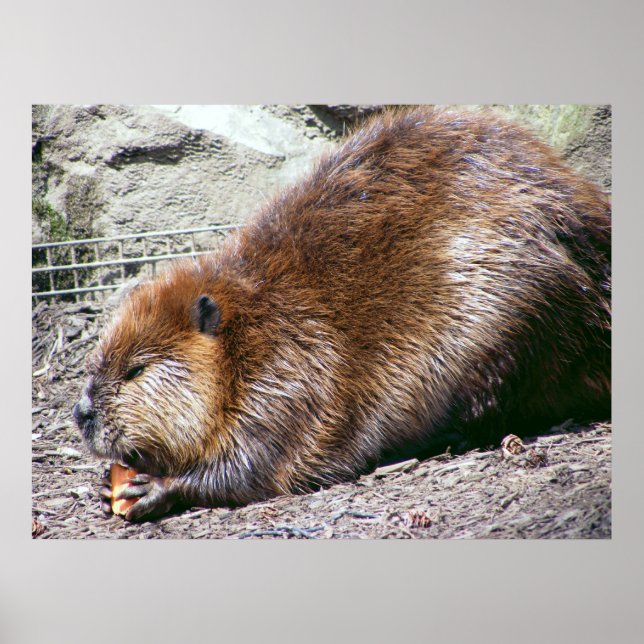 Poster Beaver (Devant)