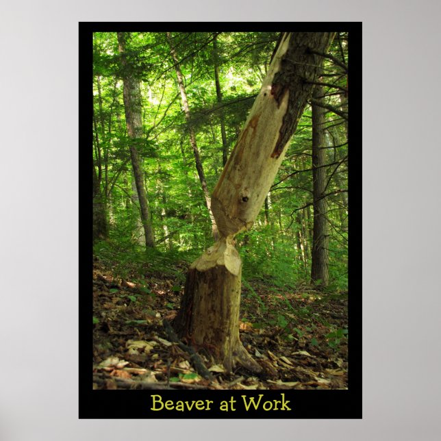Poster Beaver au travail (Devant)