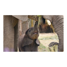 Bébé