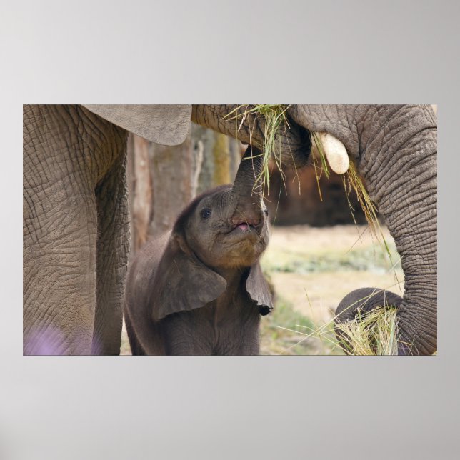 Poster Bébé (Devant)