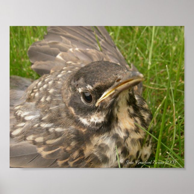 Poster Bébé (Devant)