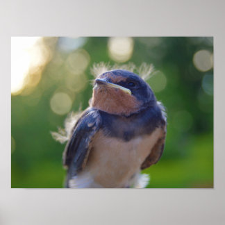 Poster Bébé