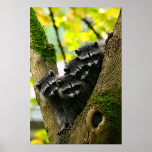 Poster Bébé adorable Raccoons
