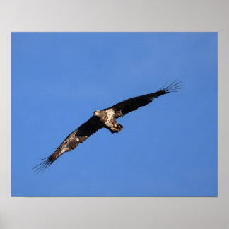 Poster Bébé Aigle de South Jersey !