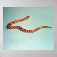 Bébé Albino Hognose Snake Poster/Pring