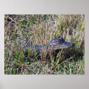 Poster Bébé alligator herbe marais Floride Photo