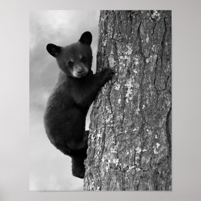 Poster Bébé Bébé Ours Noir en Arbre Rustique (Devant)