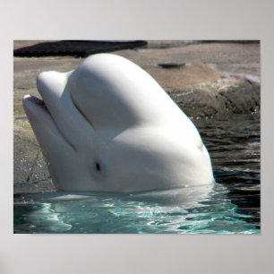 Poster Bébé blanc Beluga