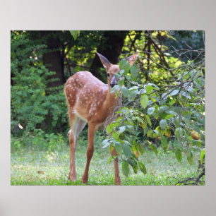 Poster Bébé Blanc Quincé Cerf Fawn