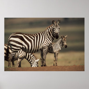 Poster Bébé Burchell's Zebra avec mère