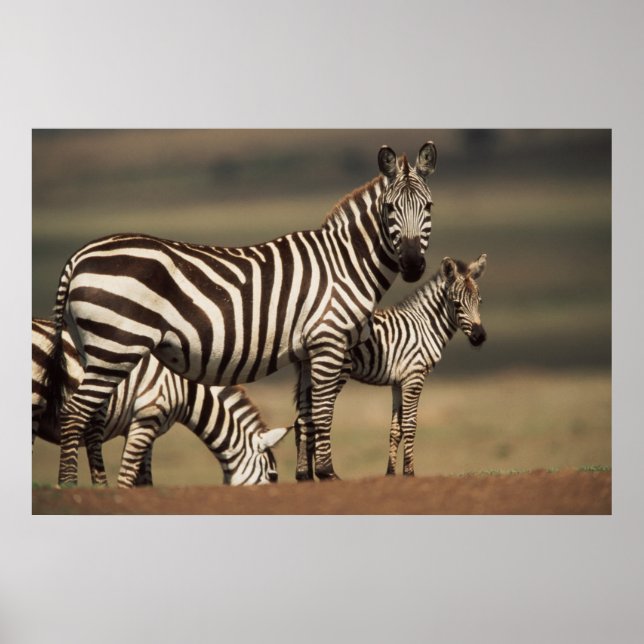 Poster Bébé Burchell's Zebra avec mère (Devant)