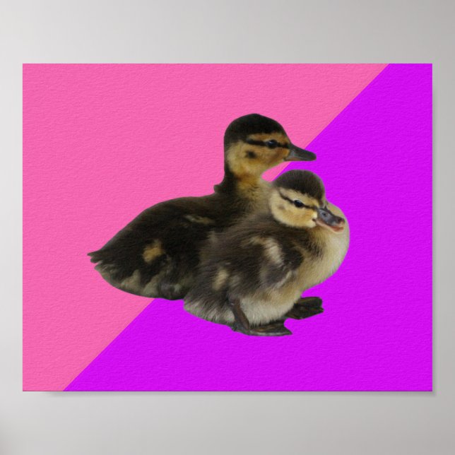 Poster Bébé Canards sur framboise rose et sorbet pourpre (Devant)