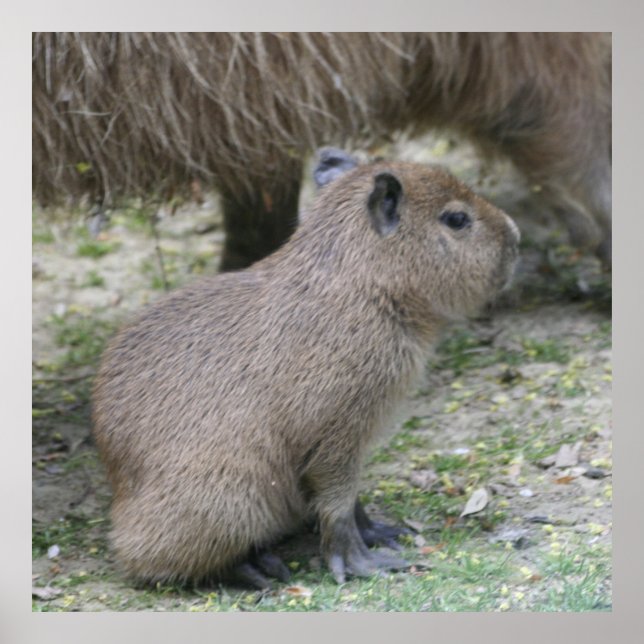 Poster bébé capybara (Devant)