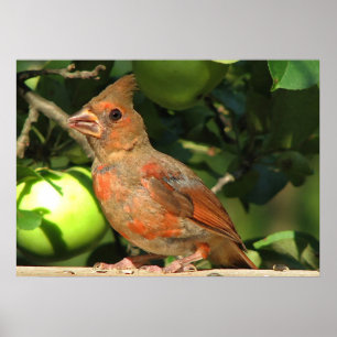 Poster Bébé Cardinal