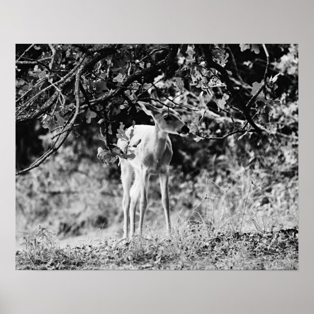 Poster Bébé Cerf Fawn Photographie Art Imprimer (Devant)