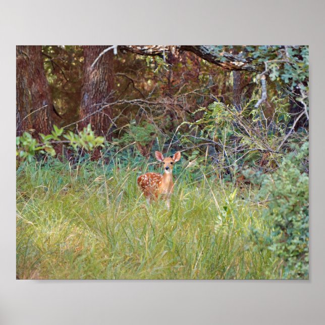 Poster Bébé chevreuil dans la nature au Texas (Devant)
