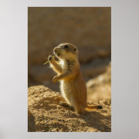 Bébé chien de prairie mangeant, Arizona