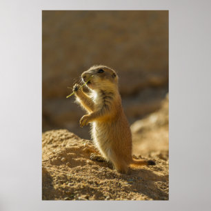 Poster Bébé chien de prairie mangeant, Arizona