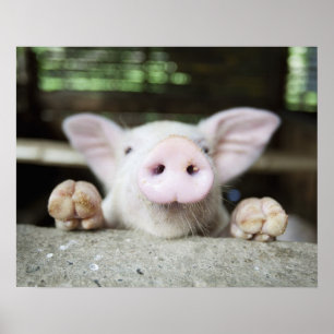Poster Bébé Cochon en Stylo, Piglet
