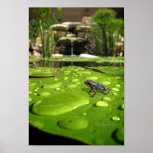 Poster Bébé crapaud dans l'étang