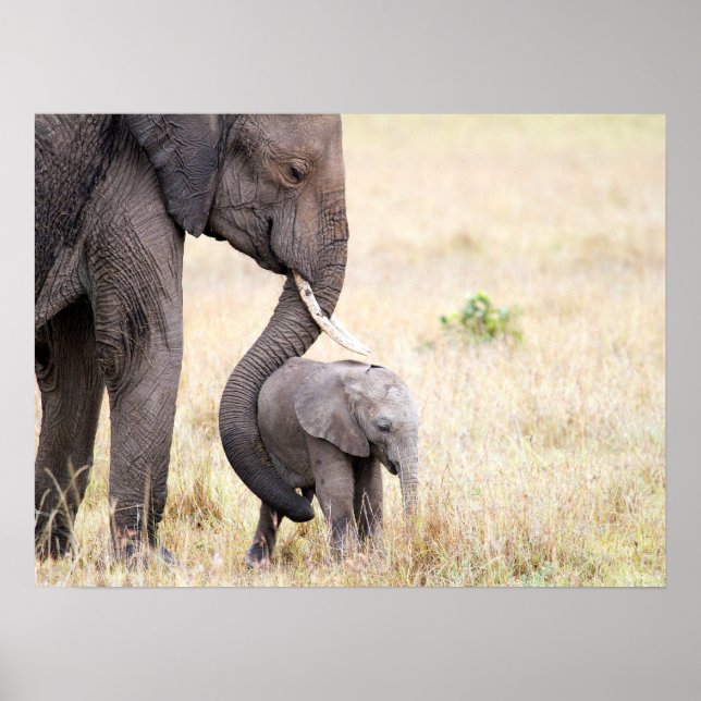 Poster bébé éléphant avec la photo d'amour de la mère (Devant)