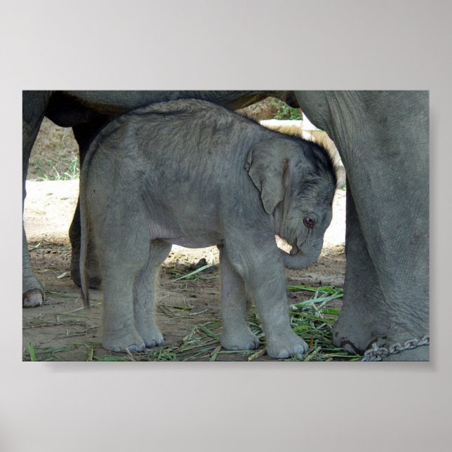 Poster Bébé Eléphant Imprimer (Devant)