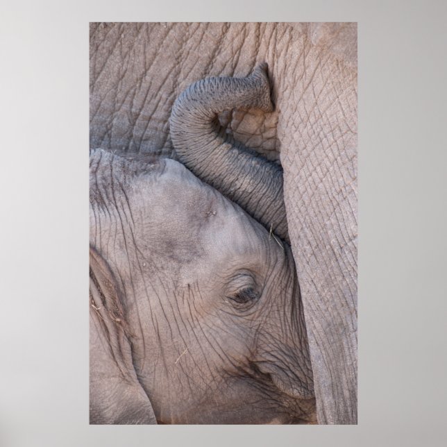 Poster Bébé Eléphant Snuggets (Devant)