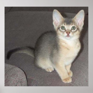 Poster Bébé gros yeux grande oreille abyssin bleu mâle ch