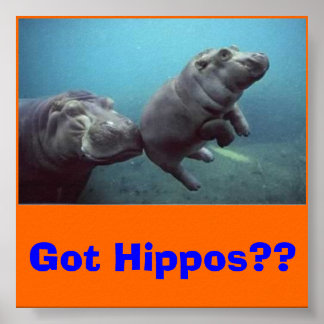 Poster bébé-hippo, des hippopotames ? ?