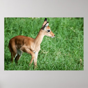 Poster Bébé impala dans l'herbe verte