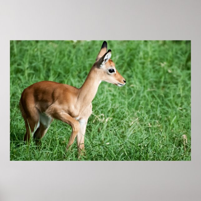 Poster Bébé impala dans l'herbe verte (Devant)