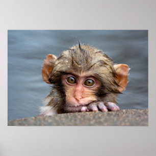 Poster Bébé Japonais Macaque   Jigokudani Yaen-Koen