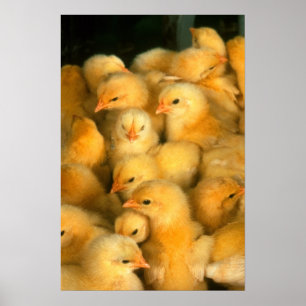Poster Bébé Jaune Chicks