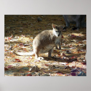 Poster bébé kangourou