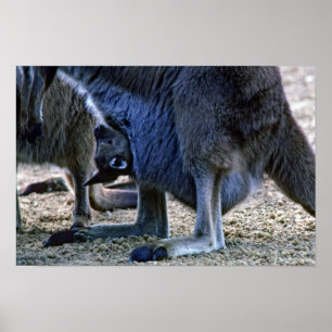 Poster Bébé kangourou dans la poche de sa mère - Australi