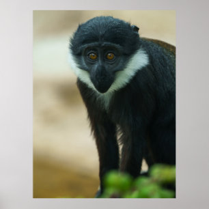 Poster Bébé L’Hoest Monkey