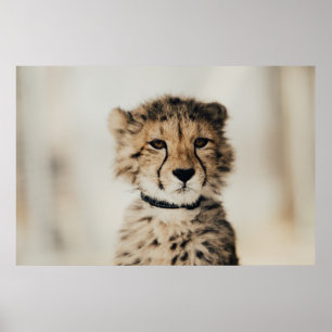 POSTER BÉBÉ LEOPARD