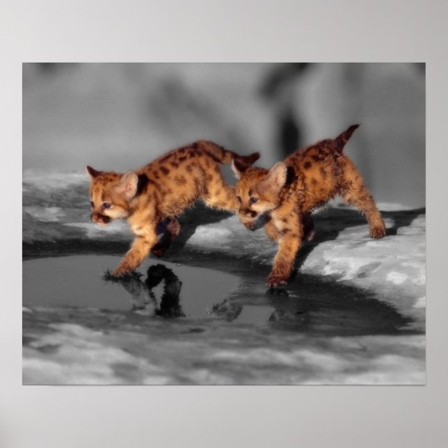 Poster Bébé léopards (Devant)