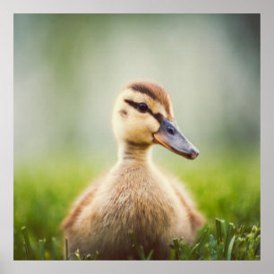 Poster Bébé Mallard Ducking