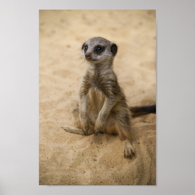 Poster Bébé Meerkat Assis Dans Le Sable (Devant)