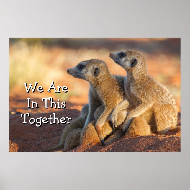 Poster Bébé Meerkats Cachés Sous Leurs Parents (Devant)