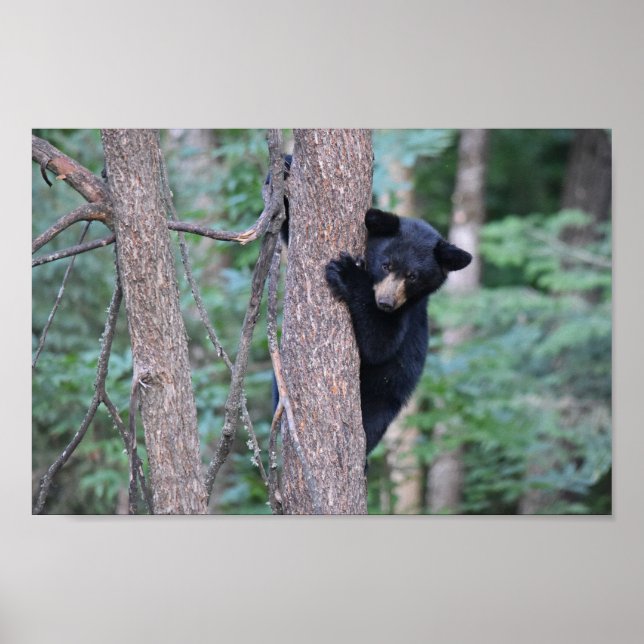 Poster Bébé mignon Boeuf Noir Cub dans l'arbre Photo (Devant)