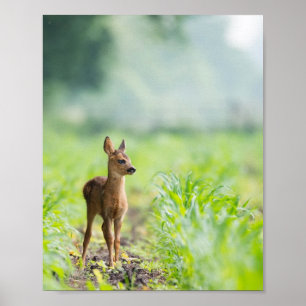 Poster Bébé mignon cerf Fawn dans l'herbe Nature Photogra