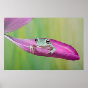 Poster Bébé mignon grenouille des arbres blancs sur tulip