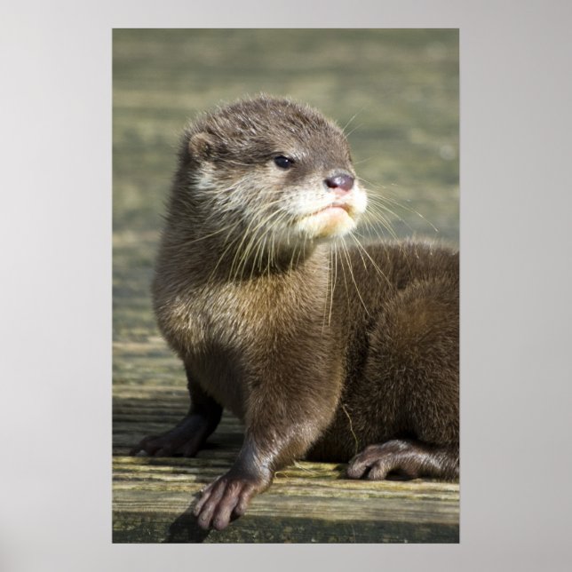 Poster Bébé mignon Otter (Devant)