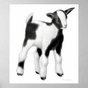 Poster Bébé mignonne chèvre imprimer