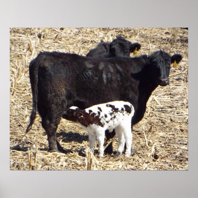 Poster Bébé mignonne Nourriture de veau sur l'affiche de  (Devant)